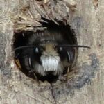 Une abeille maconne male (osmia cornuta)