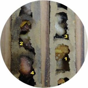 Abeilles maçonnes - développement du larve