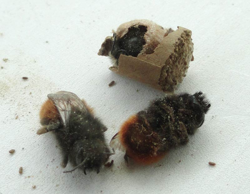 Les-abeilles-mort-de-faim-dans-les-tunnels