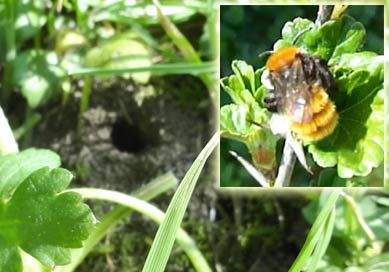 Adrena fulva abeille mineur de la pelouse