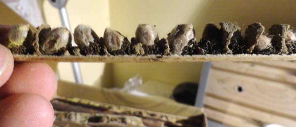 Cocons d'abeilles maçonnes - Osmia-cornuta