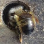Osmia rufa une abeille avec des poiles blanches