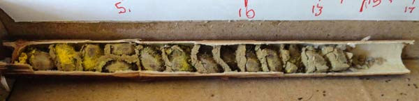 Structure interne du nid d'abeille maçonne